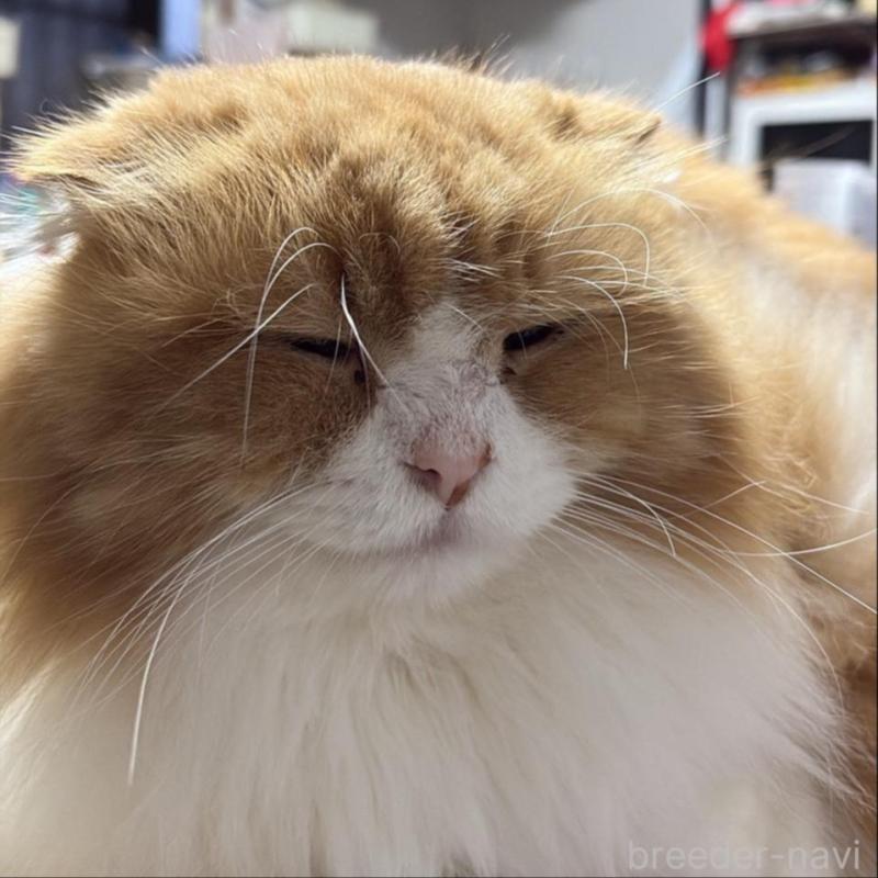 販売中の愛知県のスコティッシュフォールド(折れ耳)-131761の3枚目