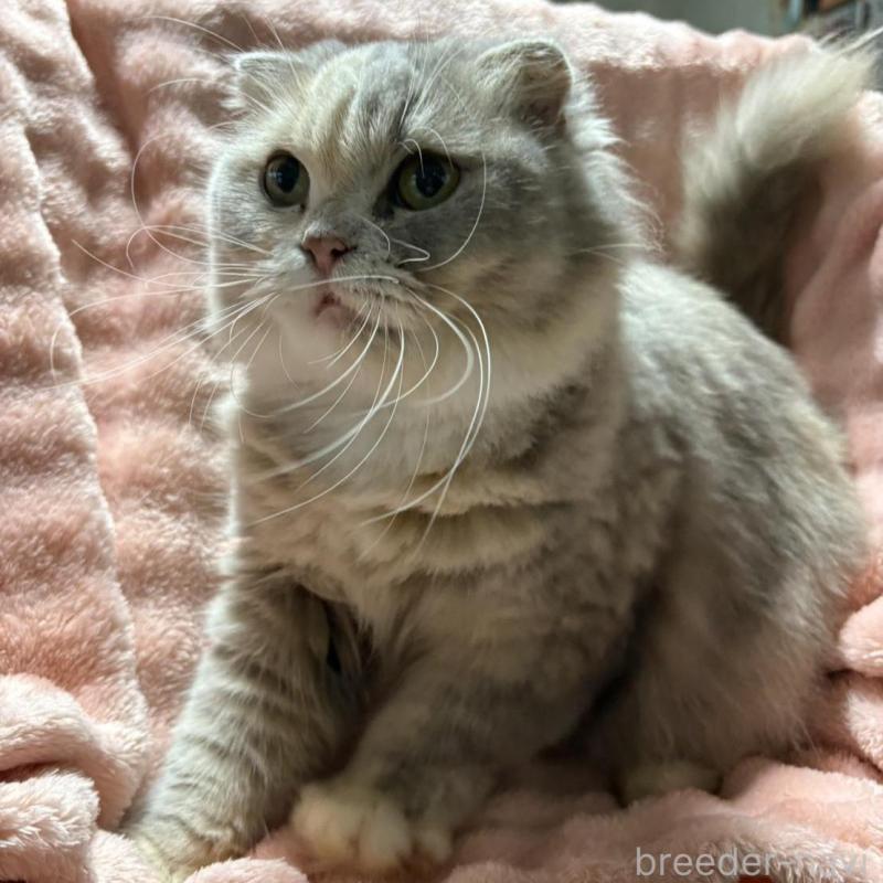 販売中の愛知県のスコティッシュフォールド(折れ耳)-131761の2枚目