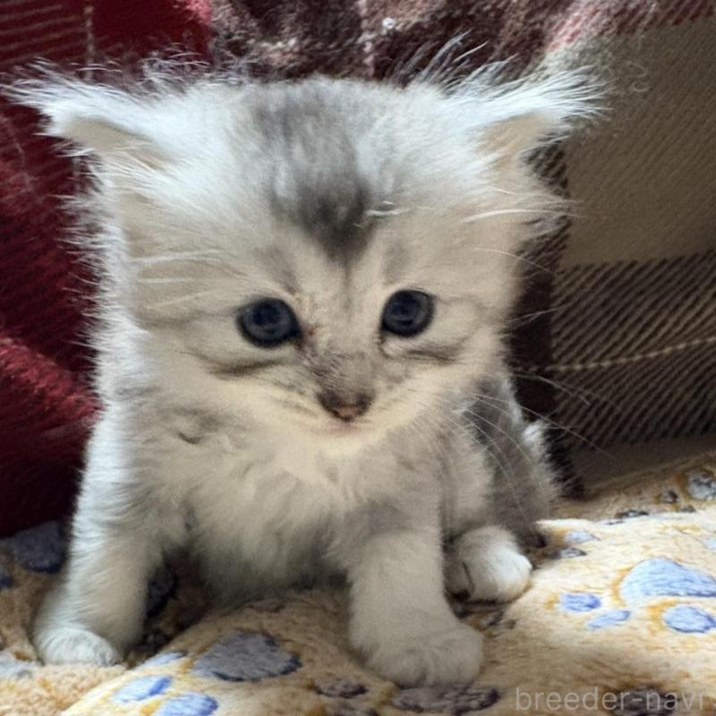 販売中の愛知県のミヌエット(短足)-131763