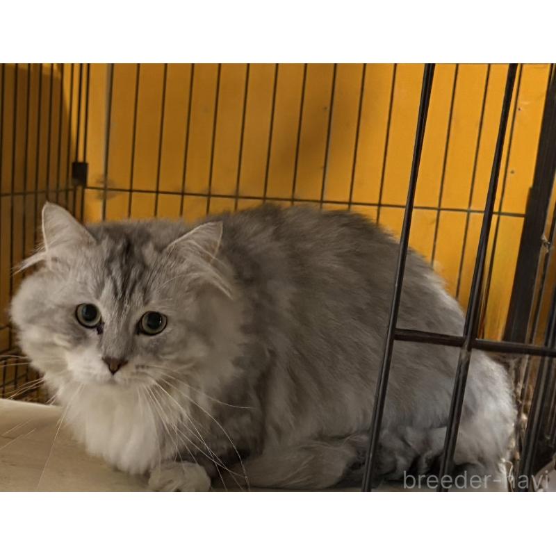 販売中の愛知県のミヌエット(短足)-131764の4枚目