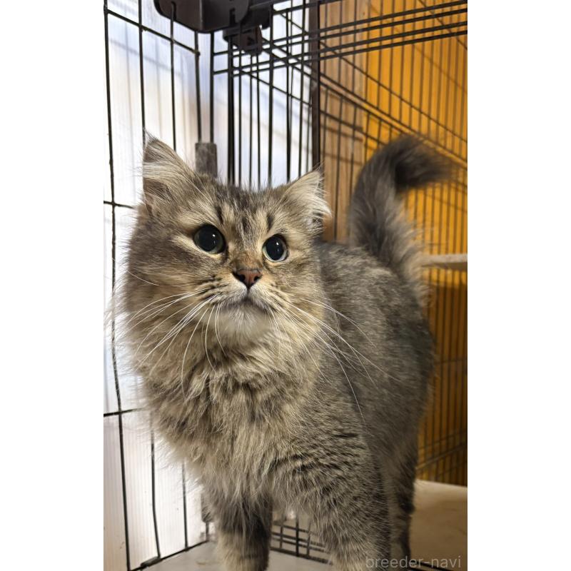 販売中の愛知県のミヌエット(短足)-131764の3枚目