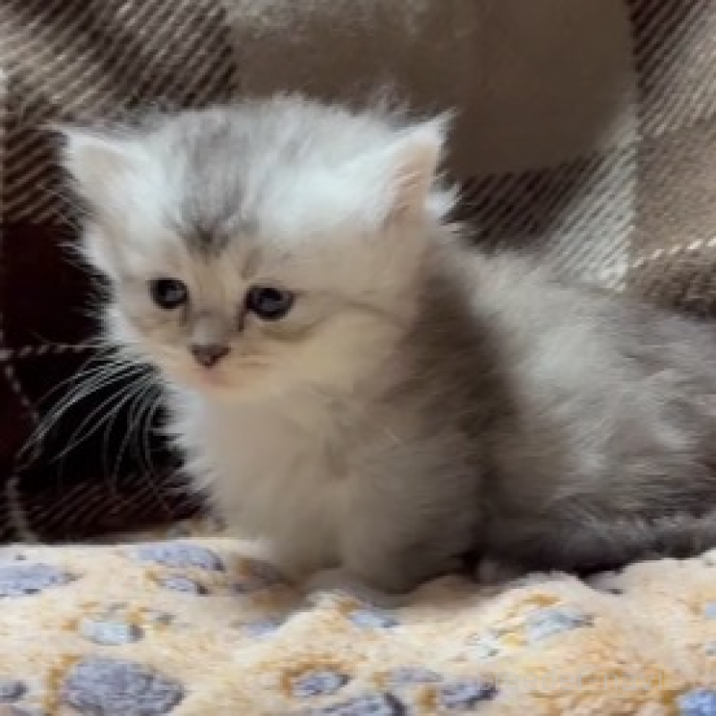 販売中の愛知県のミヌエット(短足)-131764の2枚目