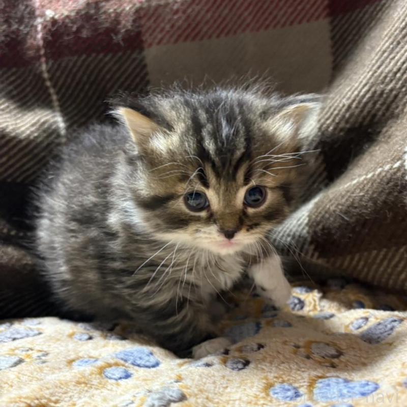 販売中の愛知県のミヌエット-131766