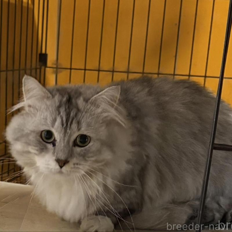 販売中の愛知県のミヌエット-131766の3枚目