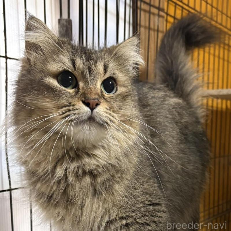 販売中の愛知県のミヌエット-131766の2枚目