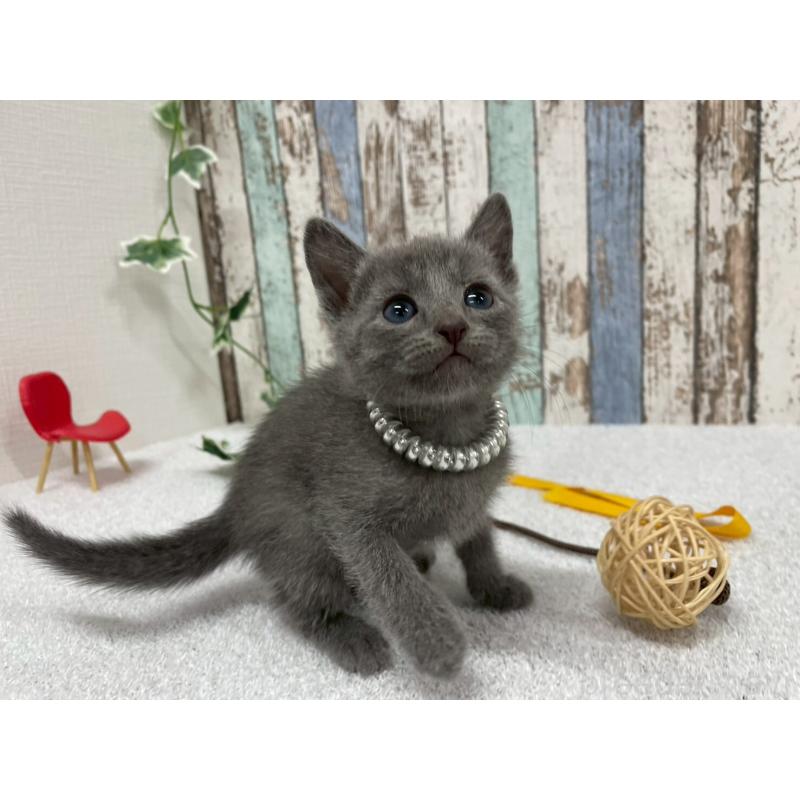 販売中の北海道のロシアンブルー-131776の5枚目