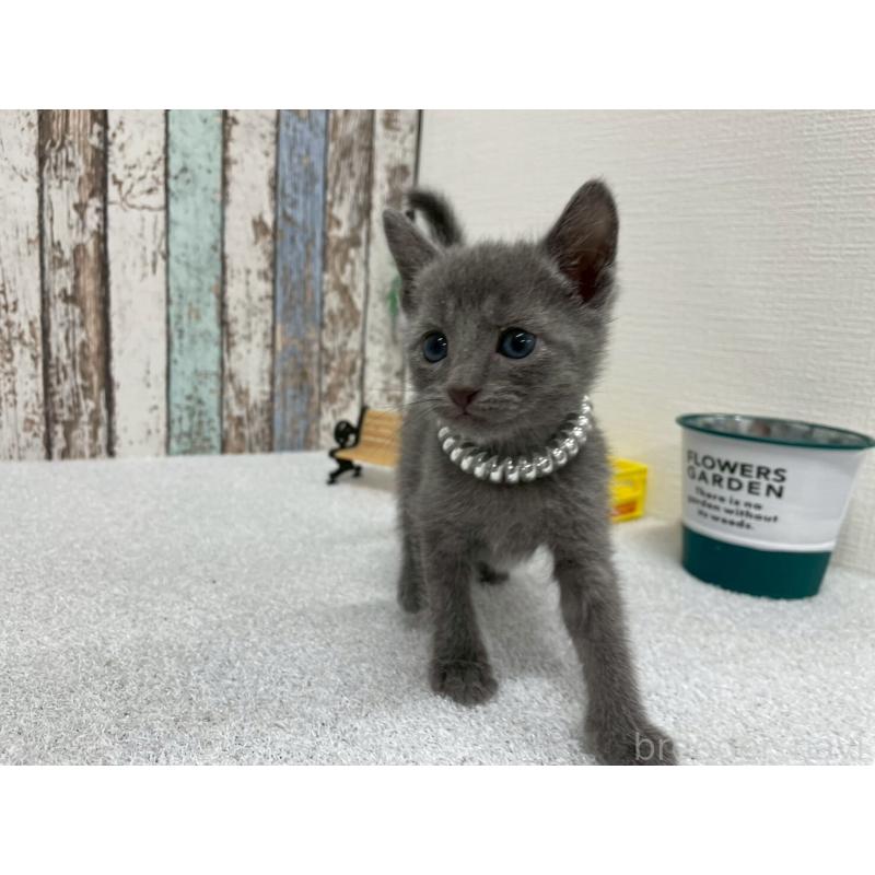 販売中の北海道のロシアンブルー-131776の4枚目