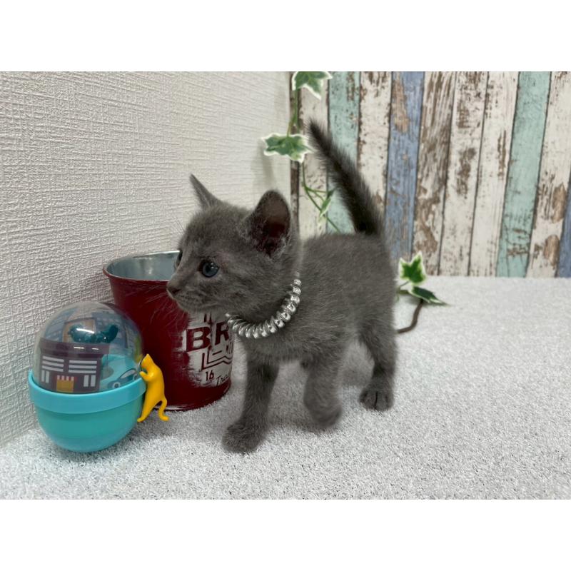 販売中の北海道のロシアンブルー-131776の3枚目