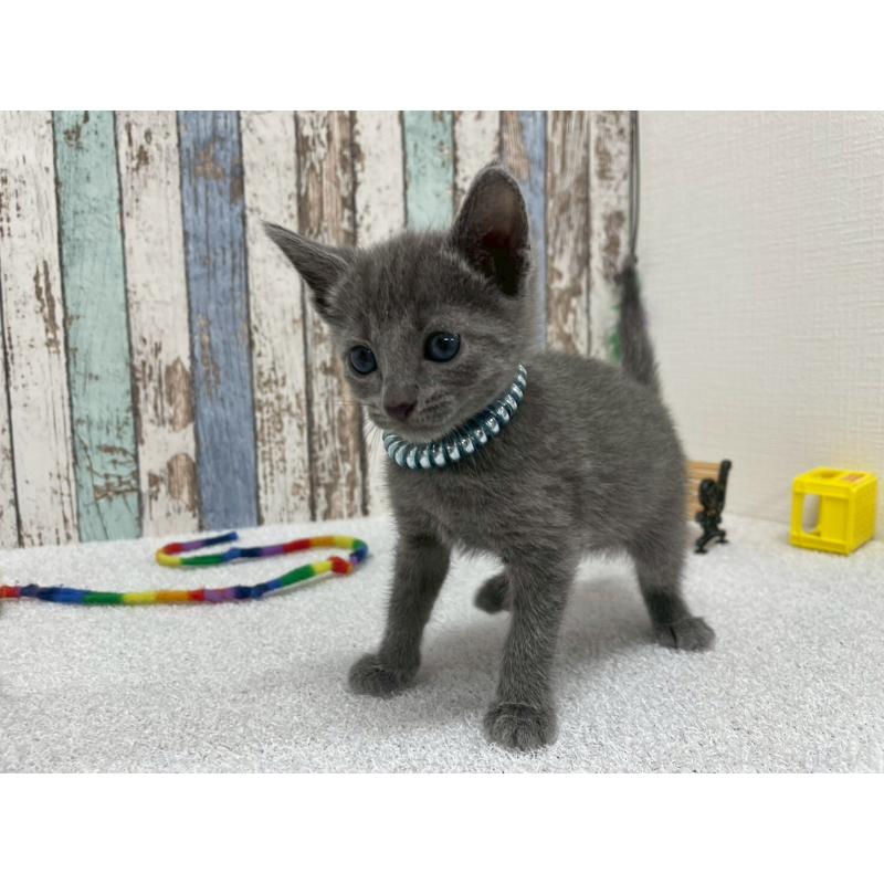 販売中の北海道のロシアンブルー-131777の5枚目