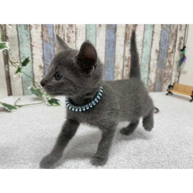 販売中の北海道のロシアンブルー-131777の4枚目