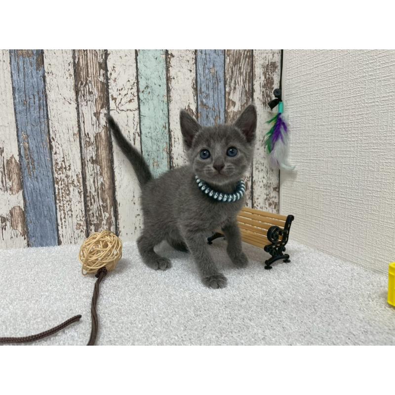 販売中の北海道のロシアンブルー-131777の3枚目