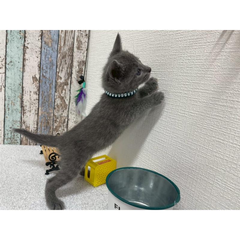 販売中の北海道のロシアンブルー-131777の2枚目