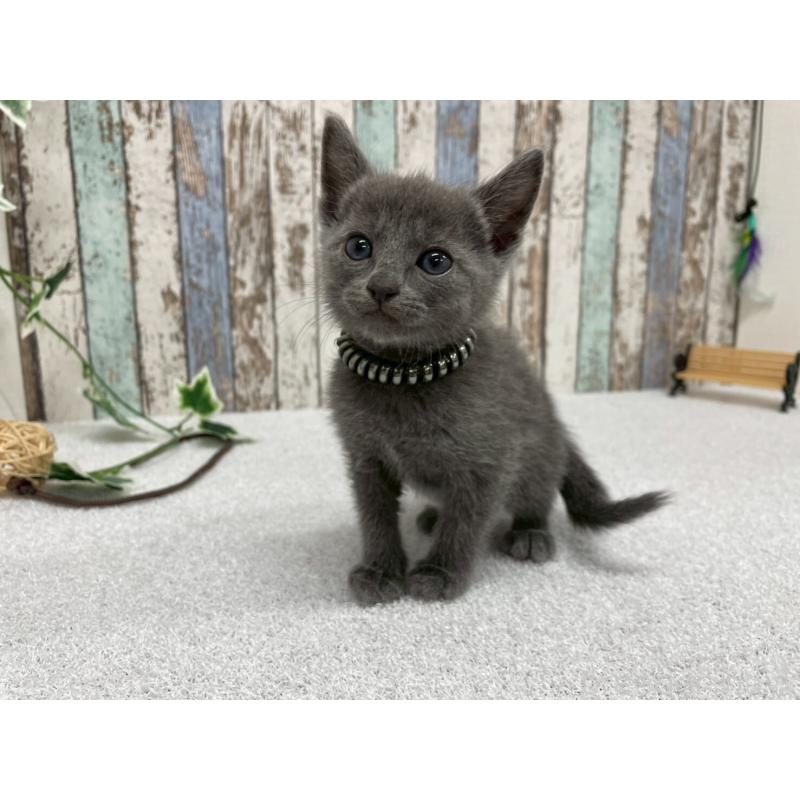 販売中の北海道のロシアンブルー-131778の5枚目