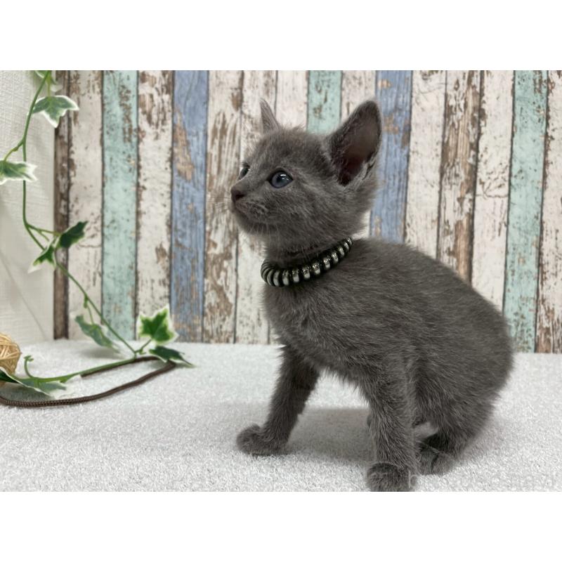 販売中の北海道のロシアンブルー-131778の3枚目