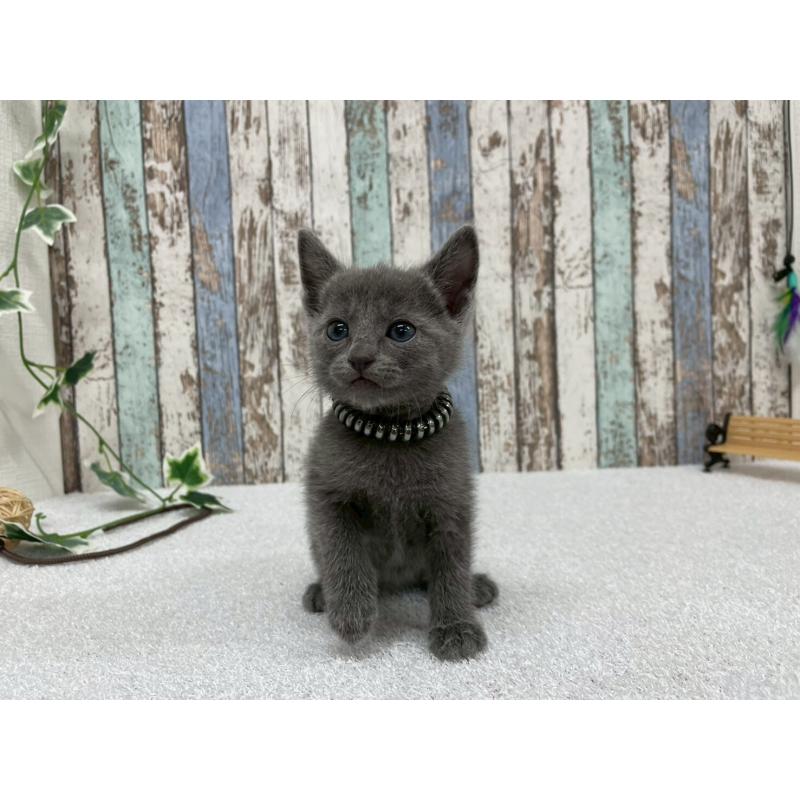 販売中の北海道のロシアンブルー-131778の2枚目