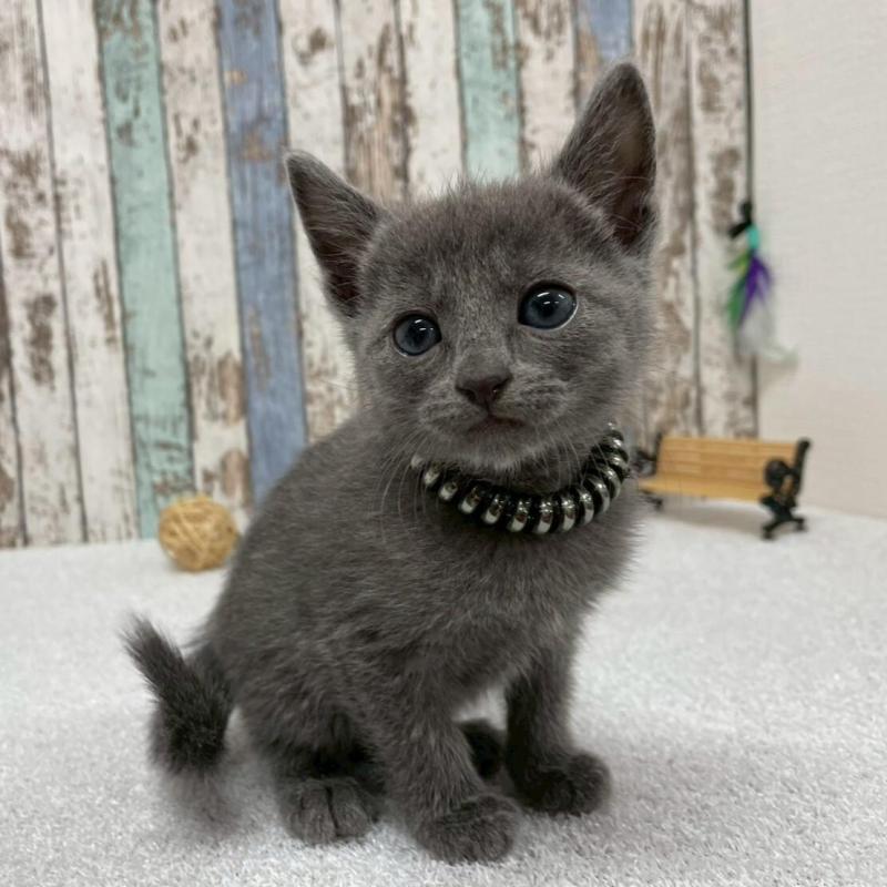 販売中の北海道のロシアンブルー-131778の1枚目