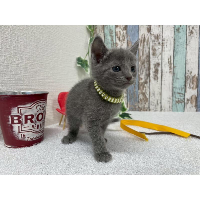 販売中の北海道のロシアンブルー-131779の4枚目