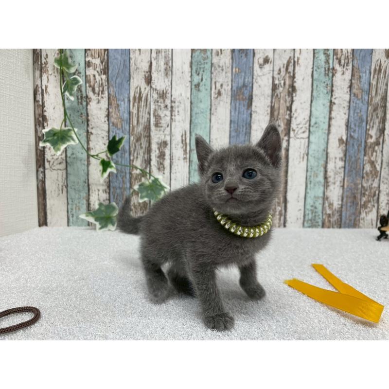 販売中の北海道のロシアンブルー-131779の2枚目