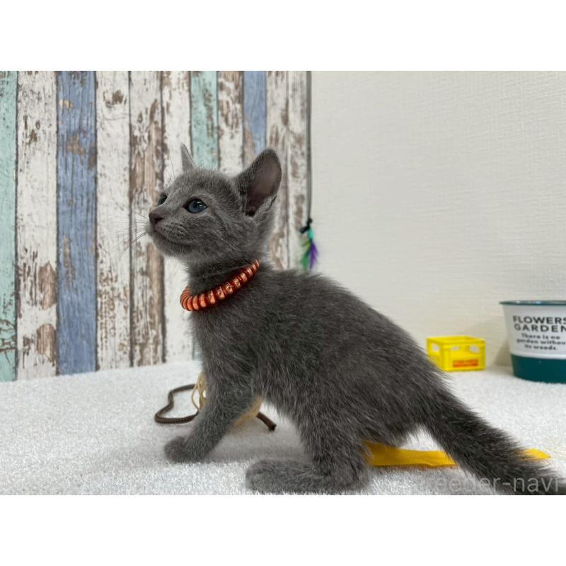 販売中の北海道のロシアンブルー-131780の5枚目