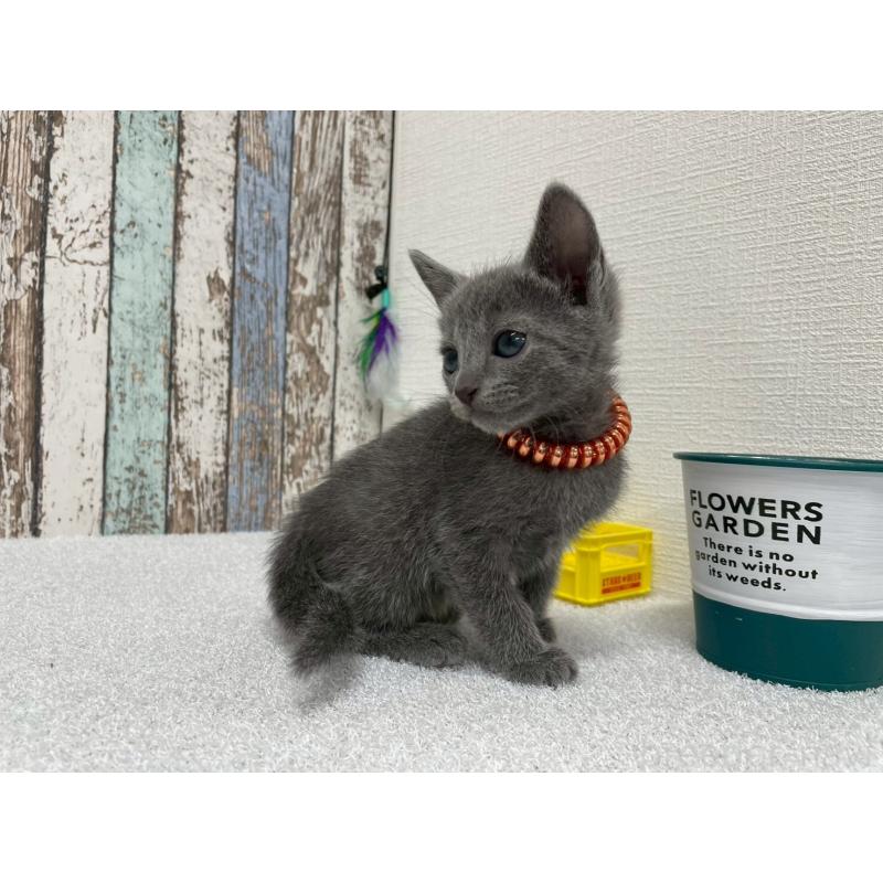 販売中の北海道のロシアンブルー-131780の4枚目