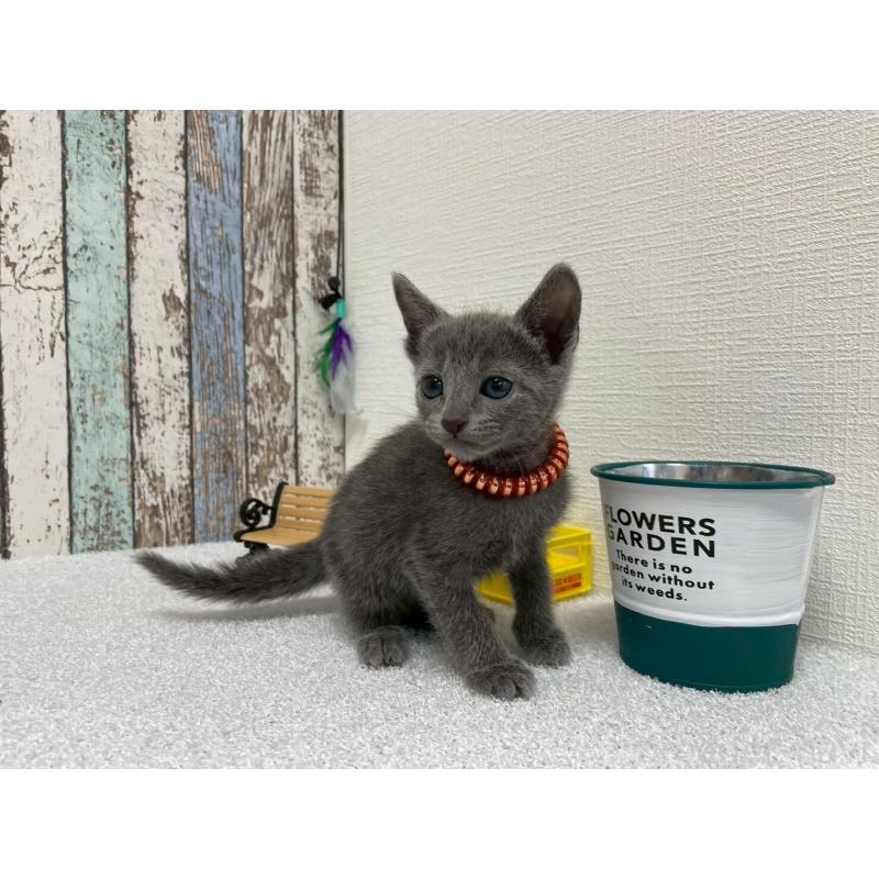 販売中の北海道のロシアンブルー-131780の3枚目