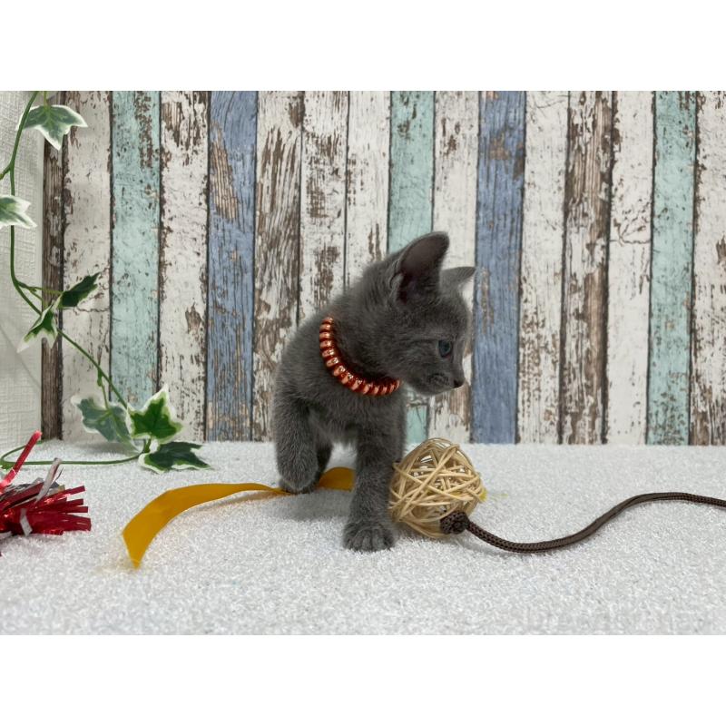 販売中の北海道のロシアンブルー-131780の2枚目