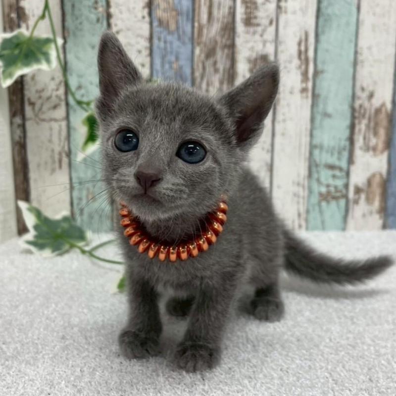 販売中の北海道のロシアンブルー-131780