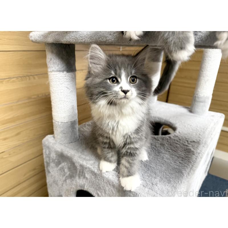 販売中の千葉県のサイベリアン-128792の5枚目