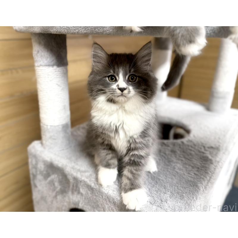 販売中の千葉県のサイベリアン-128792の4枚目