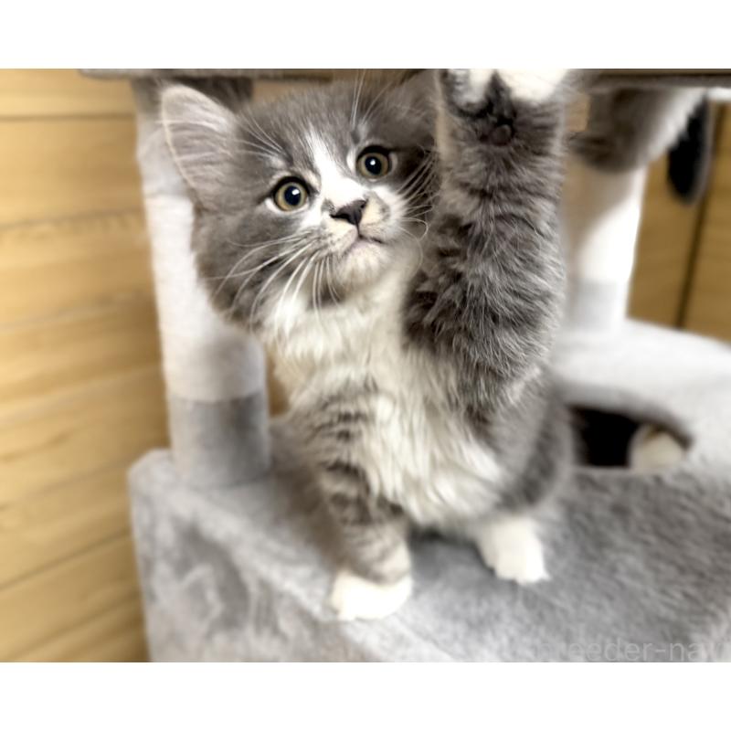 販売中の千葉県のサイベリアン-128792の3枚目