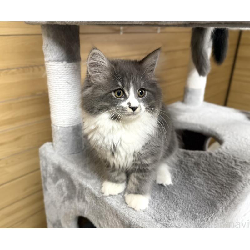 販売中の千葉県のサイベリアン-128792の2枚目