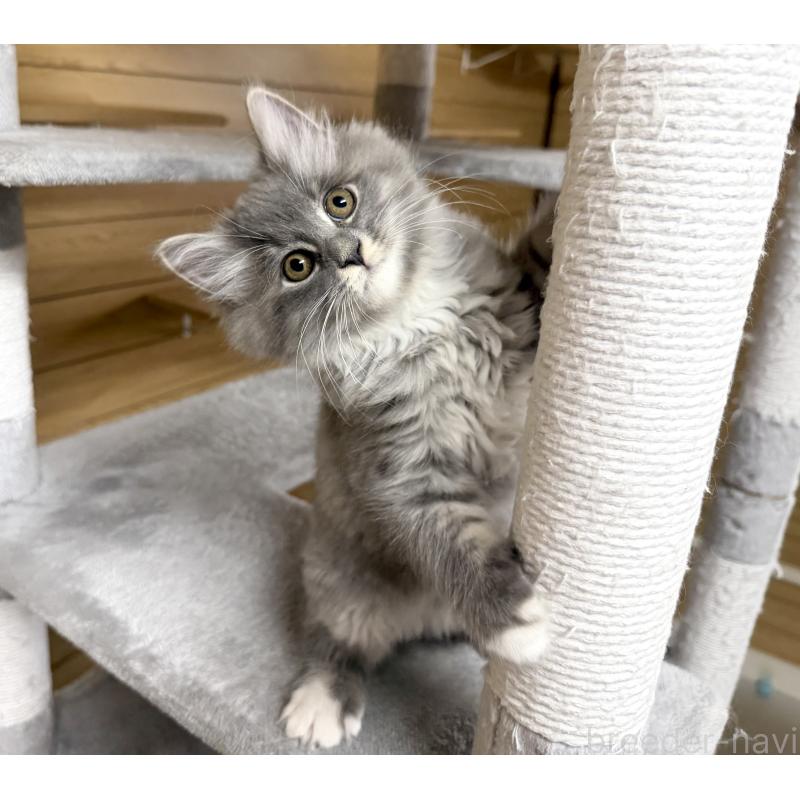 販売中の千葉県のサイベリアン-130060の12枚目