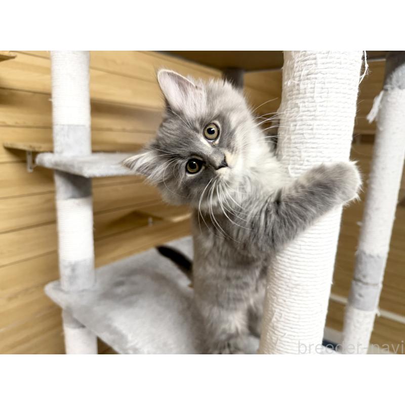 販売中の千葉県のサイベリアン-130060の11枚目