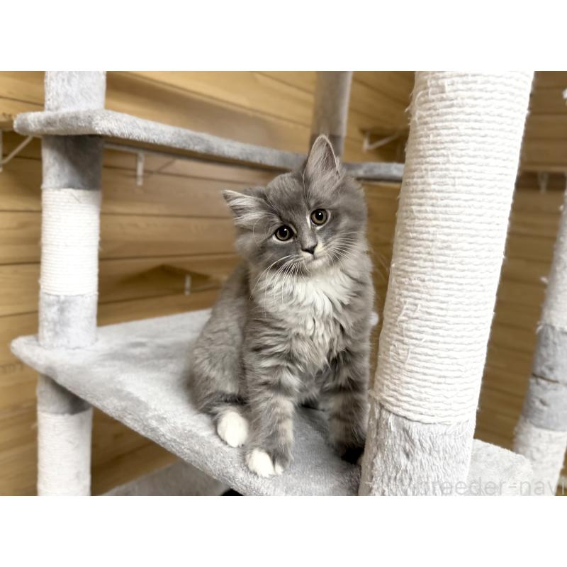 販売中の千葉県のサイベリアン-130060の10枚目