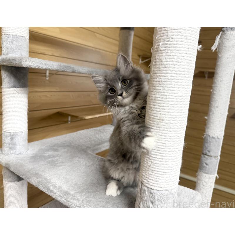 販売中の千葉県のサイベリアン-130060の9枚目