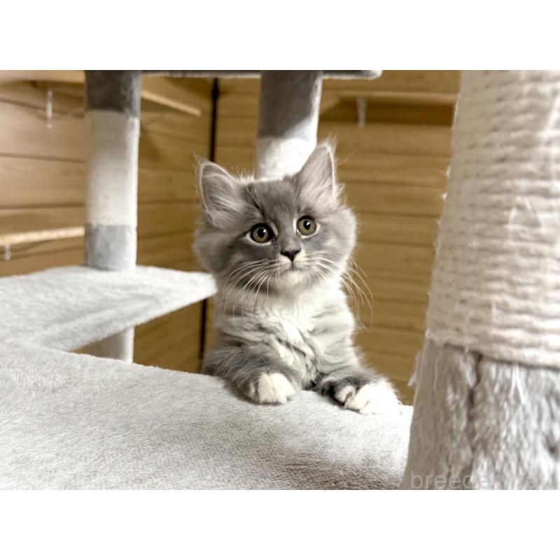 販売中の千葉県のサイベリアン-130060の8枚目