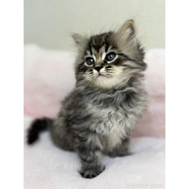 販売中の神奈川県のサイベリアン-131781の7枚目