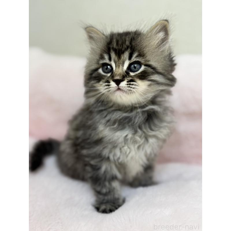 販売中の神奈川県のサイベリアン-131781の6枚目