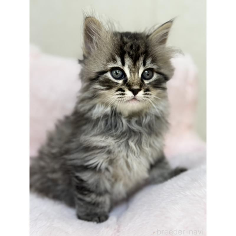 販売中の神奈川県のサイベリアン-131781の4枚目