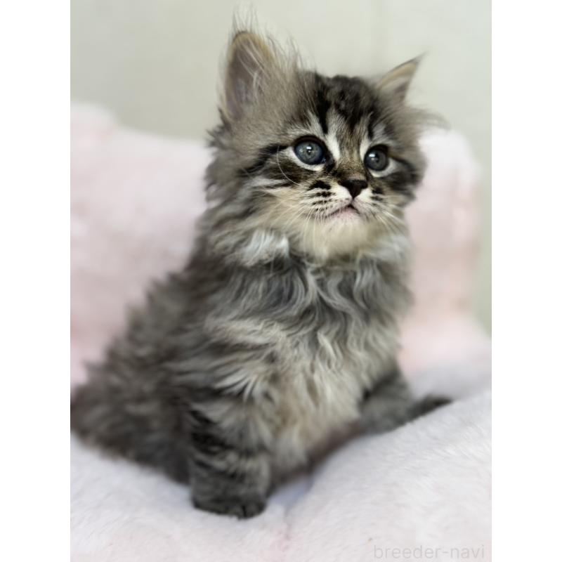 販売中の神奈川県のサイベリアン-131781の5枚目