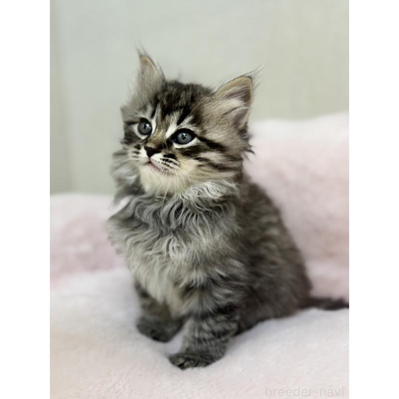 販売中の神奈川県のサイベリアン-131781の3枚目