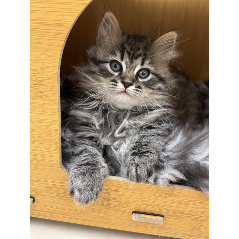 販売中の神奈川県のサイベリアン-131781の2枚目