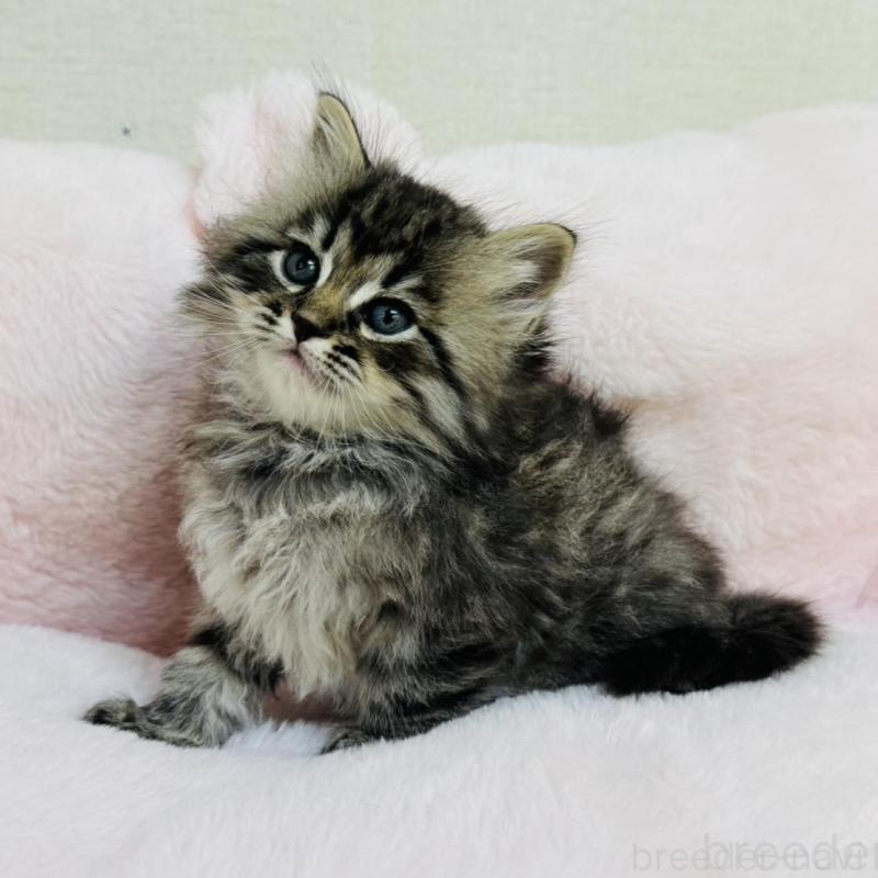 販売中の神奈川県のサイベリアン-131781