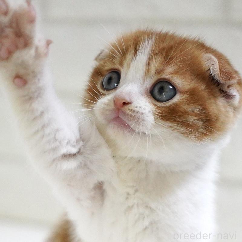 成約済の愛知県のスコティッシュフォールド-131659の2枚目