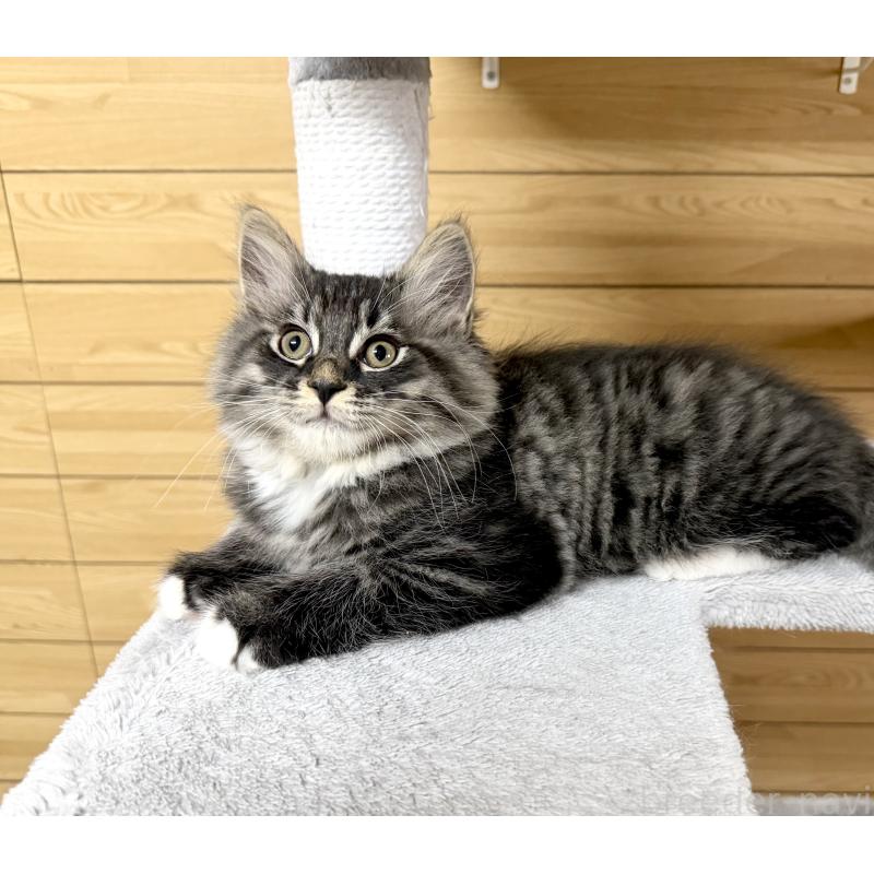 販売中の千葉県のサイベリアン-130061の13枚目