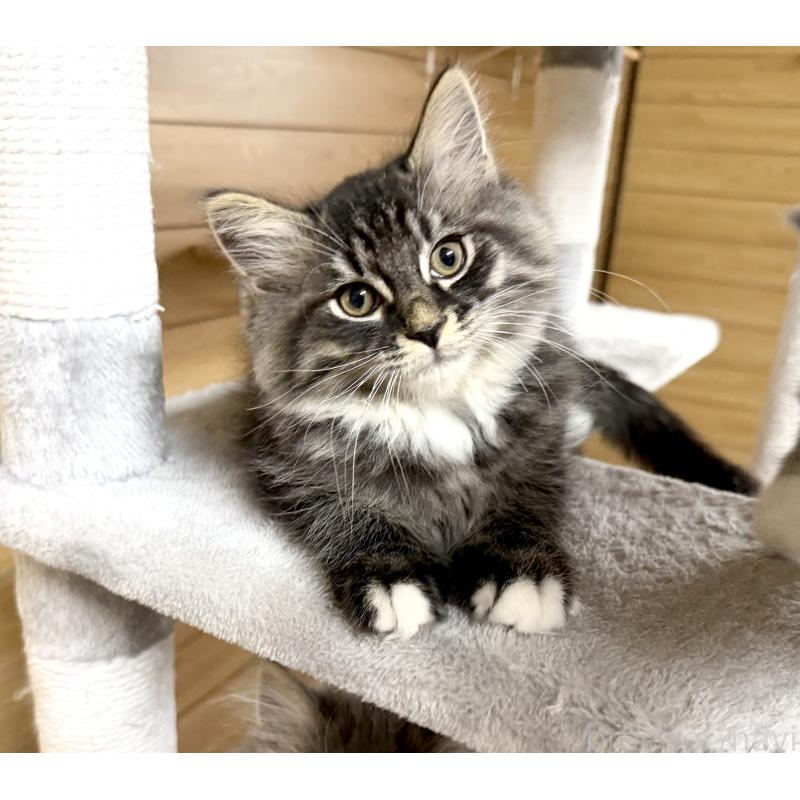 販売中の千葉県のサイベリアン-130061の12枚目