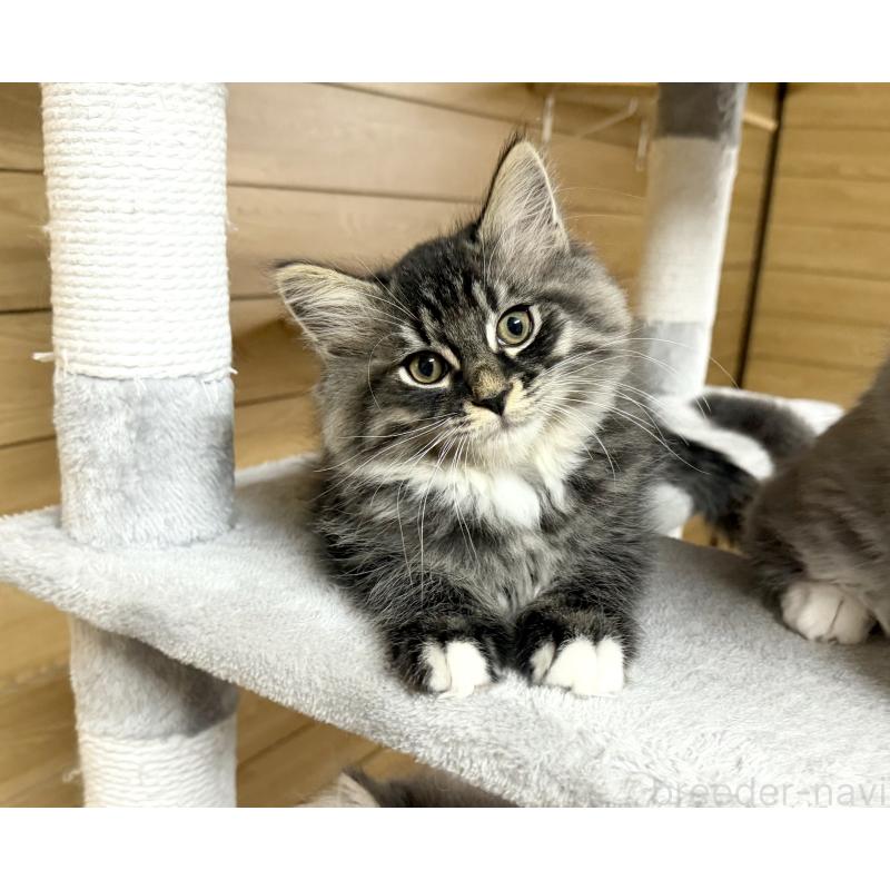 販売中の千葉県のサイベリアン-130061の11枚目