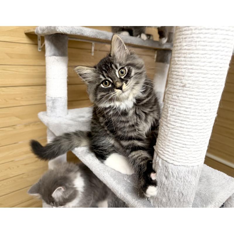 販売中の千葉県のサイベリアン-130061の10枚目