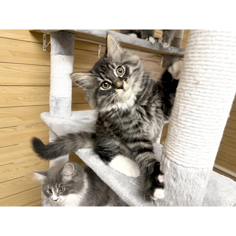 販売中の千葉県のサイベリアン-130061の9枚目