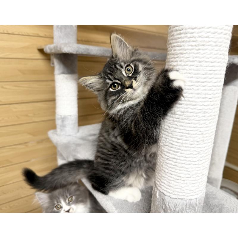 販売中の千葉県のサイベリアン-130061の8枚目